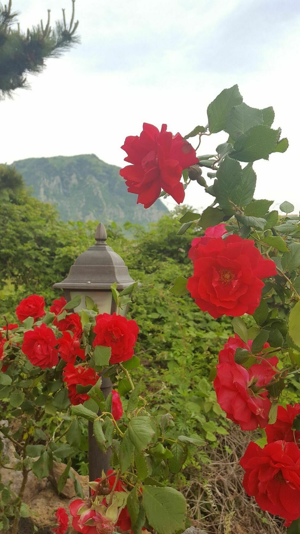 Wind Jeju Cafe & Pension Seogwipo Exterior foto